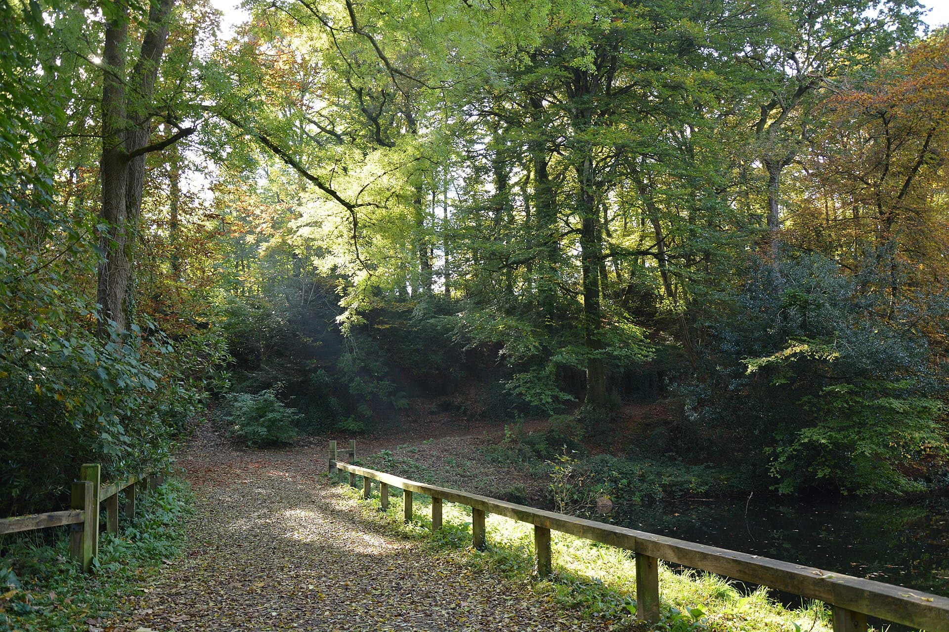 Chênes et hêtres du bois de Kéroual, à Guilers, dans la métropole brestoise